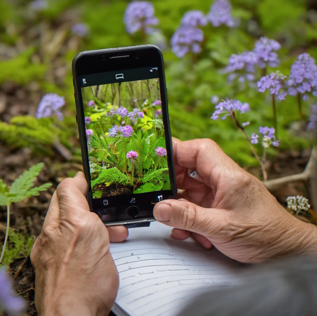 Person concentrating while photographing a wildflower specimen with a smartphone macro lens attachment