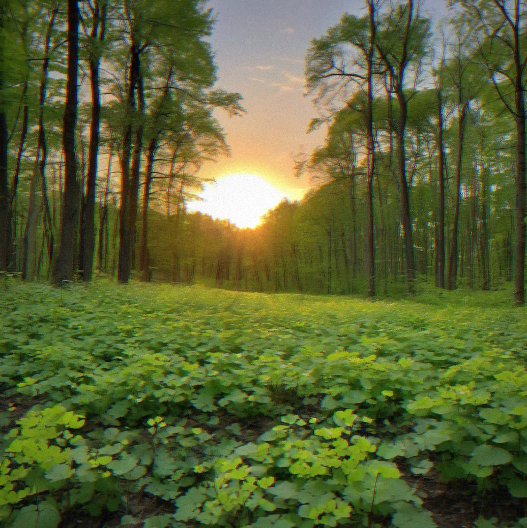 Sunset over a restored forest where invasive garlic mustard was cleared. Native plants are taking root in the bare patches